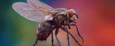 Загадка: Зачем Бог создал мух и комаров?