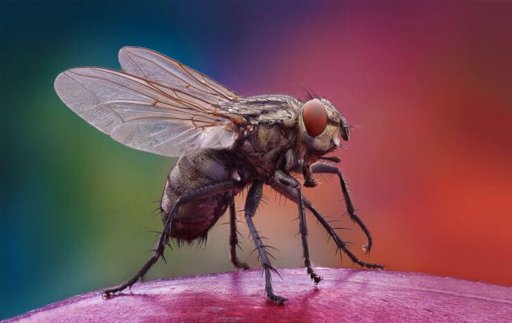 Загадка: Зачем Бог создал мух и комаров?